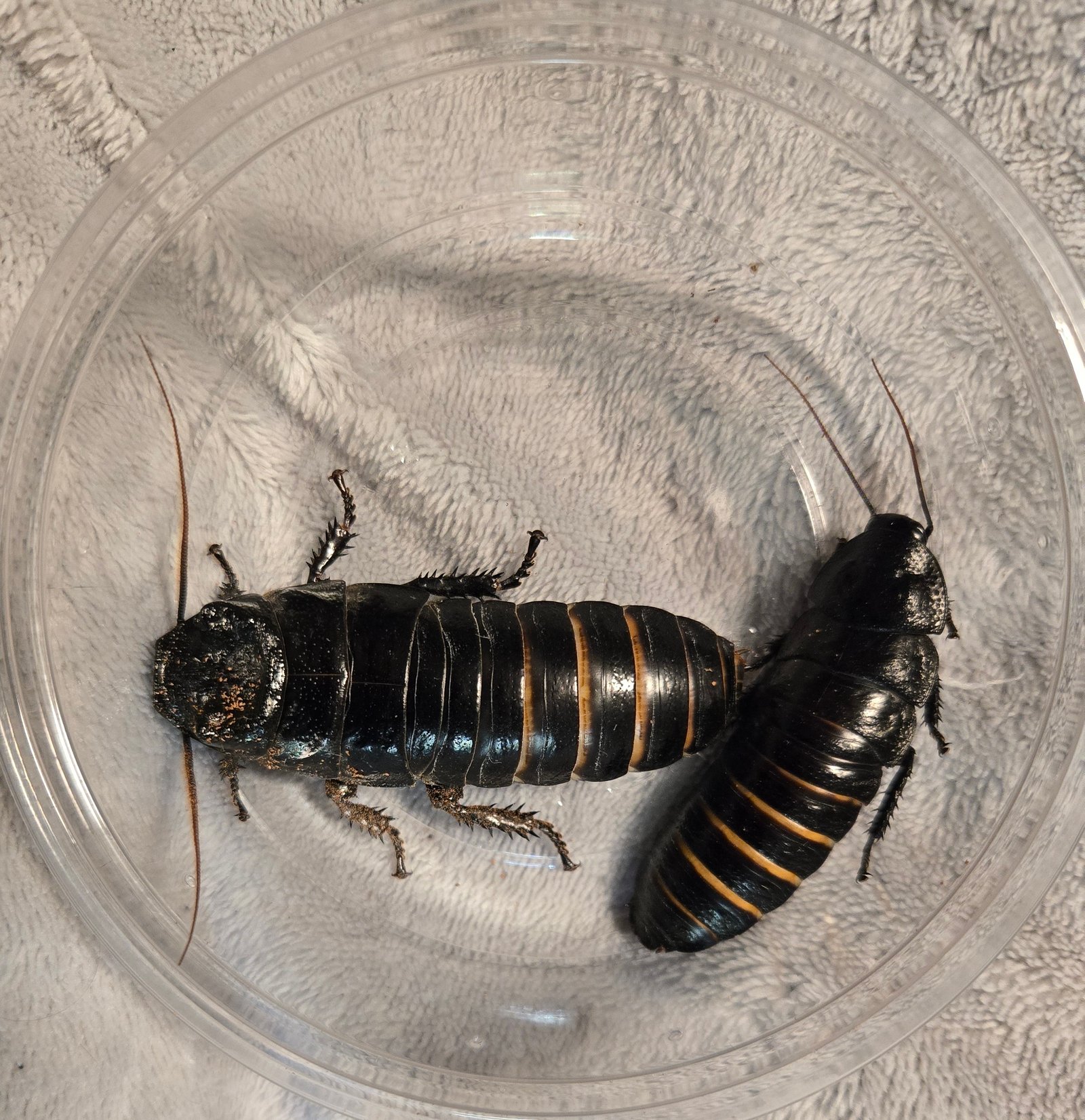 Black Tiger Hissing Roach Nymphs 12ct (Gromphadorhina sp. "Black Tiger")