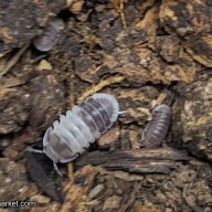 Cubaris sp. “Panda King” Isopods – 10 count