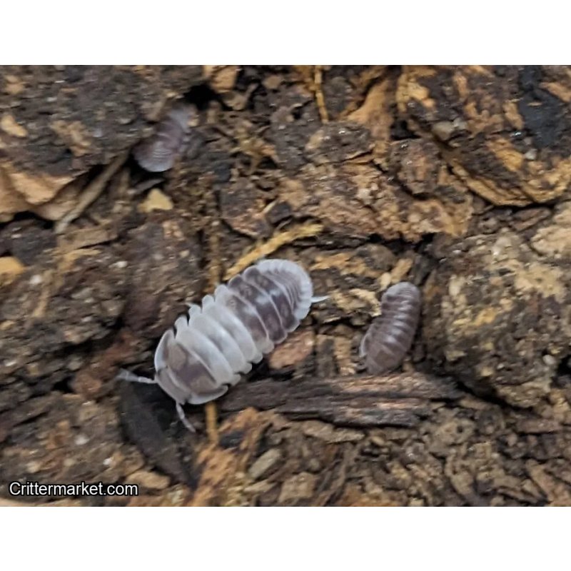 Cubaris sp. “Panda King” Isopods – 10 count