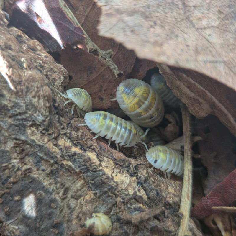 Armadillidium vulgare "Magic Potion Pure US Stock" 12cnt
