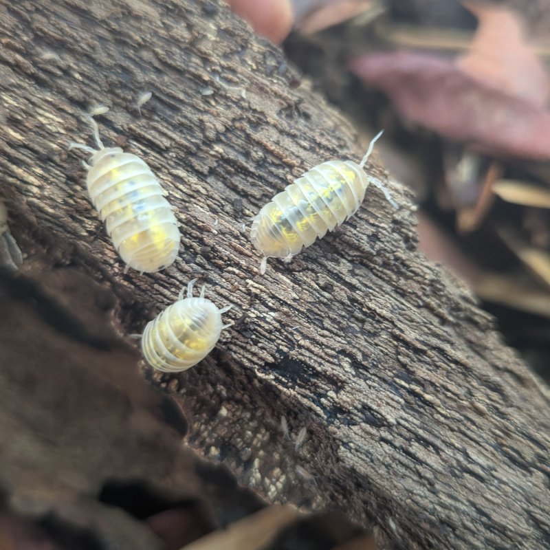 Armadillidium vulgare "Magic Potion Pure US Stock" 12cnt