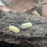 Armadillidium vulgare "Magic Potion Pure US Stock" 12cnt