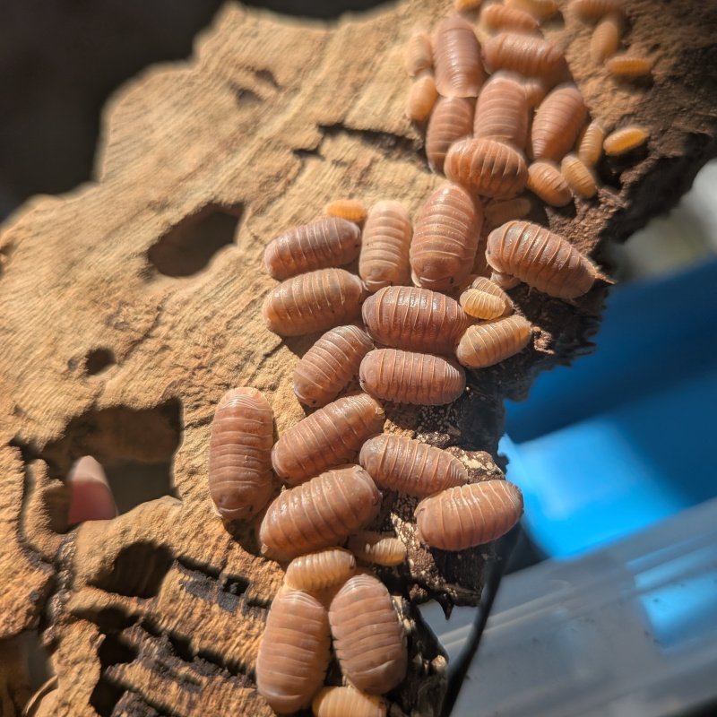 Cubaris murina "Florida Orange" 12cnt