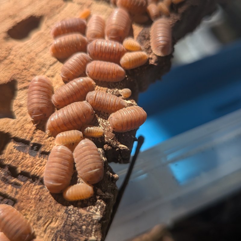 Cubaris murina "Florida Orange" 12cnt