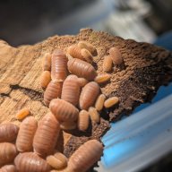 Cubaris murina "Florida Orange" 12cnt