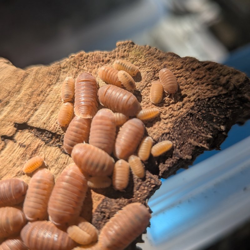 Cubaris murina "Florida Orange" 12cnt