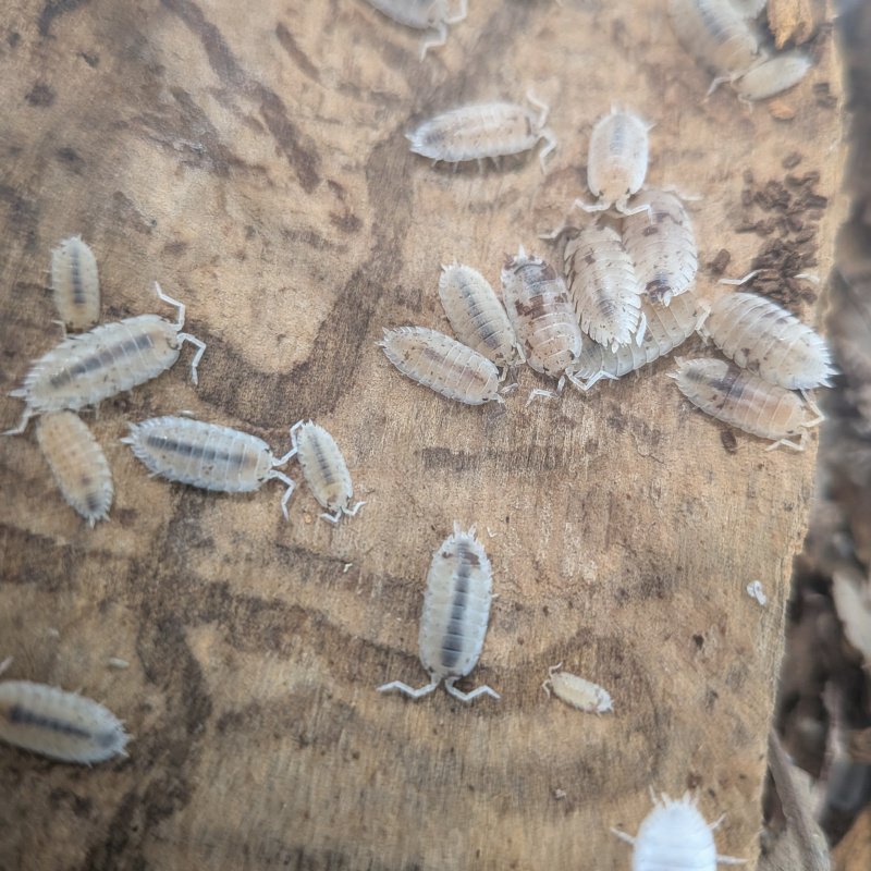 Porcellio scaber "Dalmatian" 12cnt