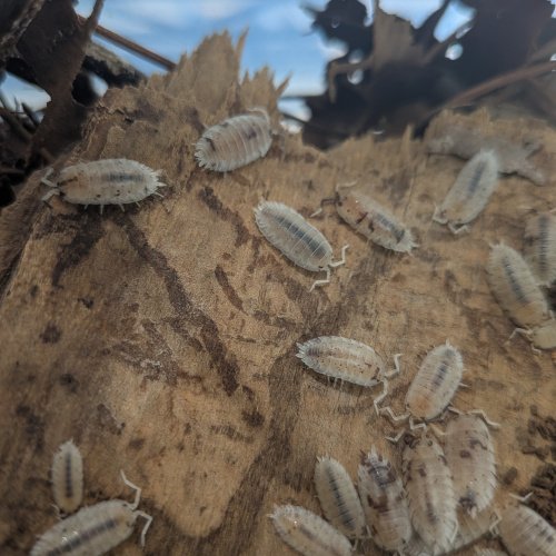 Porcellio scaber "Dalmatian" 12cnt