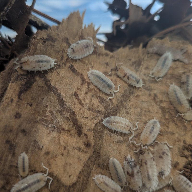 Porcellio scaber "Dalmatian" 12cnt