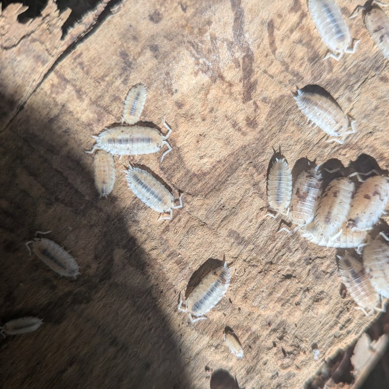 Porcellio scaber "Dalmatian" 12cnt