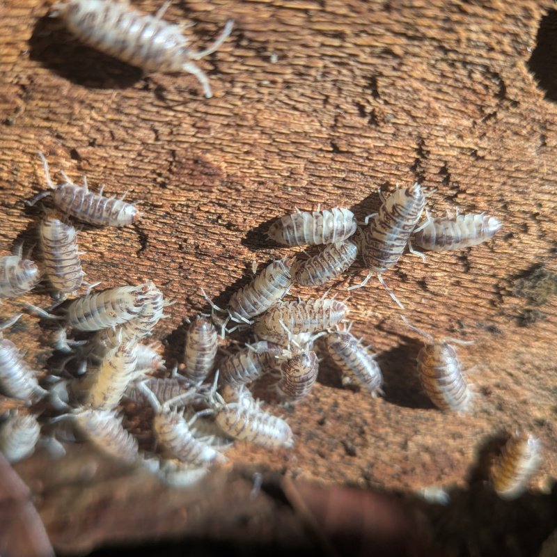 Cylisticus convexus "Ukraine Pied" 20cnt