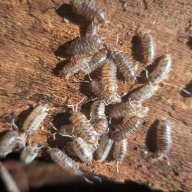 Cylisticus convexus "Ukraine Pied" 20cnt