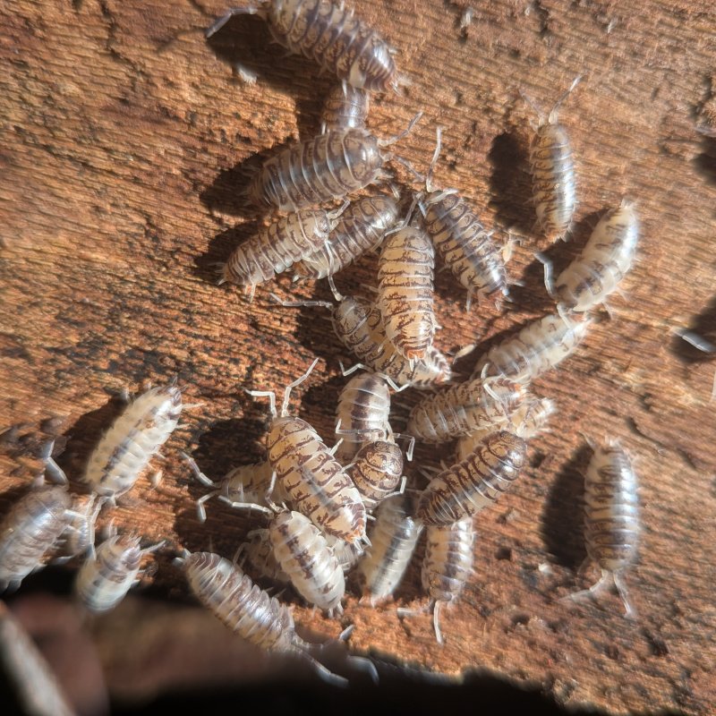 Cylisticus convexus "Ukraine Pied" 20cnt