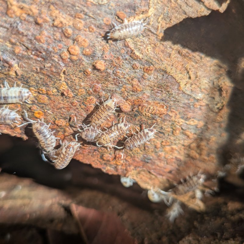 Cylisticus convexus "Ukraine Pied" 20cnt
