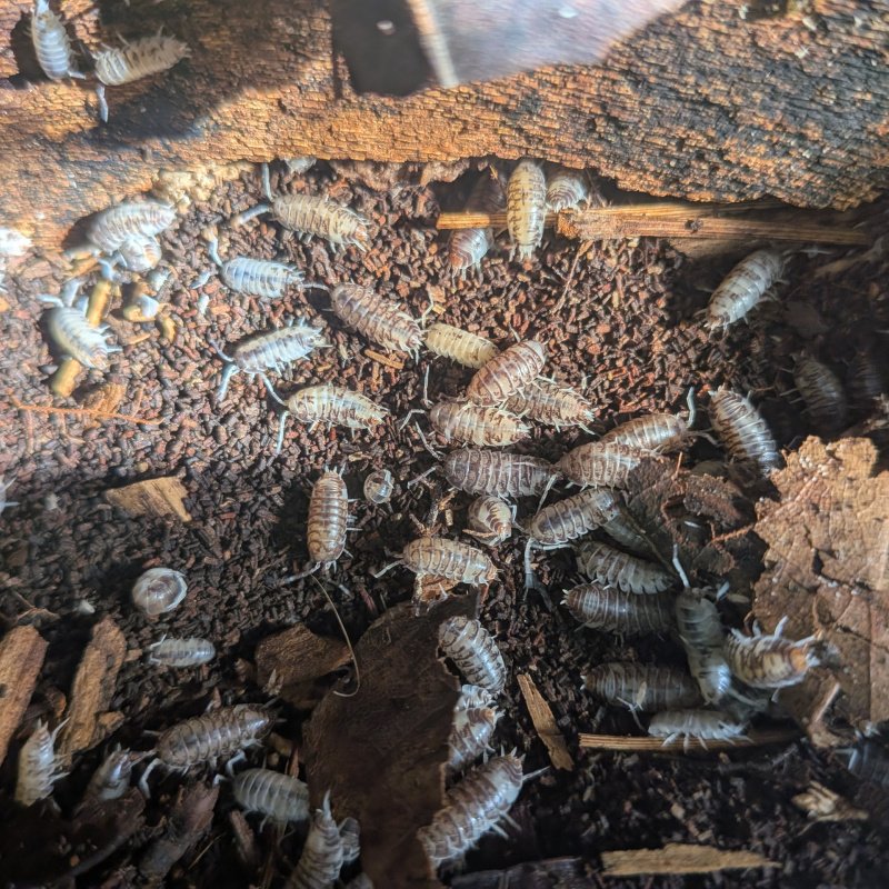 Cylisticus convexus "Ukraine Pied" 20cnt