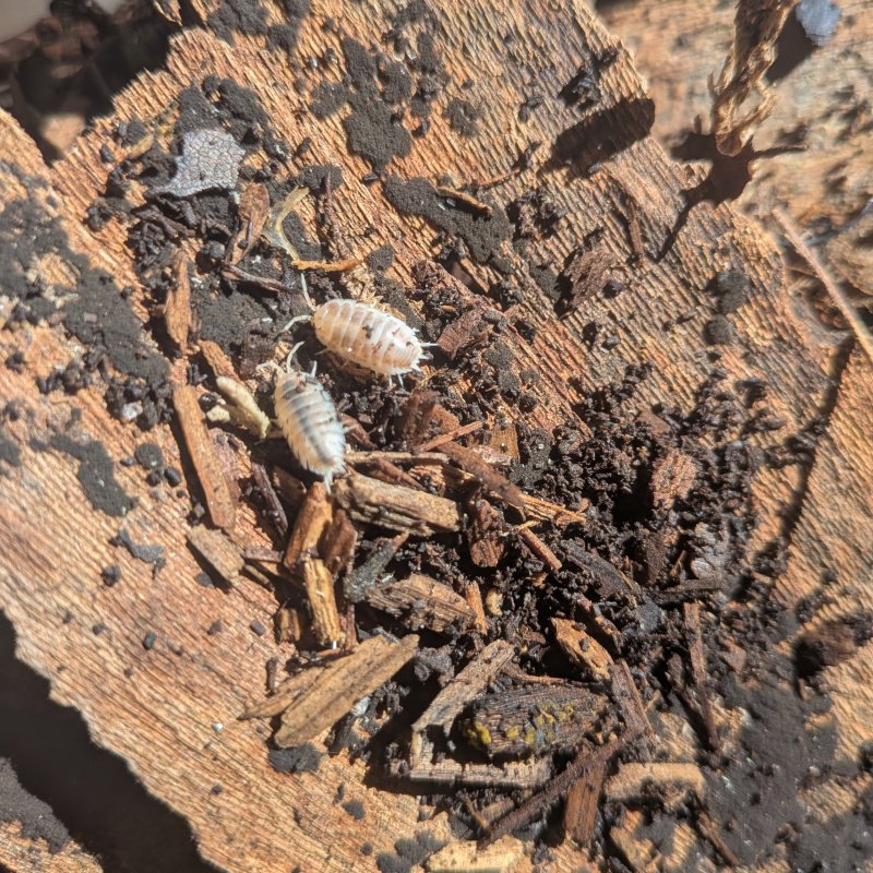 Porcellio laevis "How Now" 12cnt