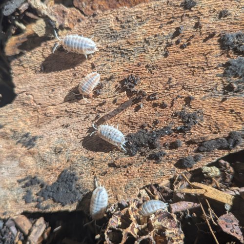 Porcellio laevis "How Now" 12cnt