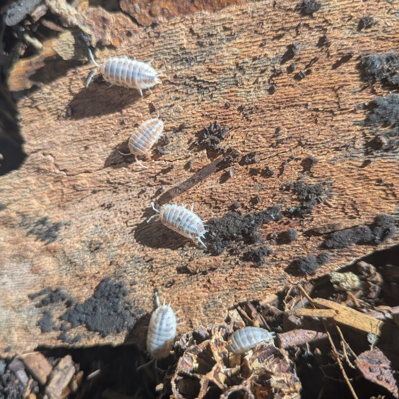 Porcellio laevis "How Now" 12cnt