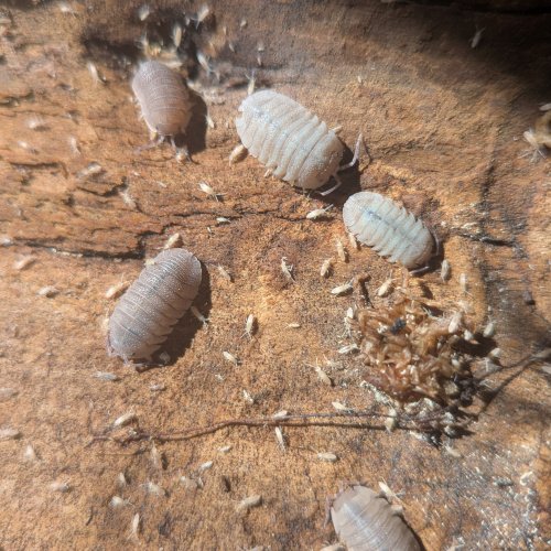 Armadillidium scaberrium "sandstone" 12cnt