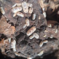 Armadillidium espanyoli "Marbleized" 12cnt
