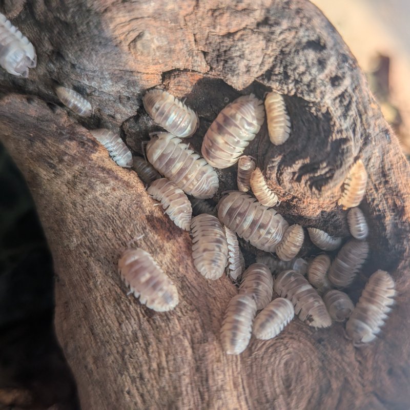 Armadillidium espanyoli "Marbleized" 12cnt