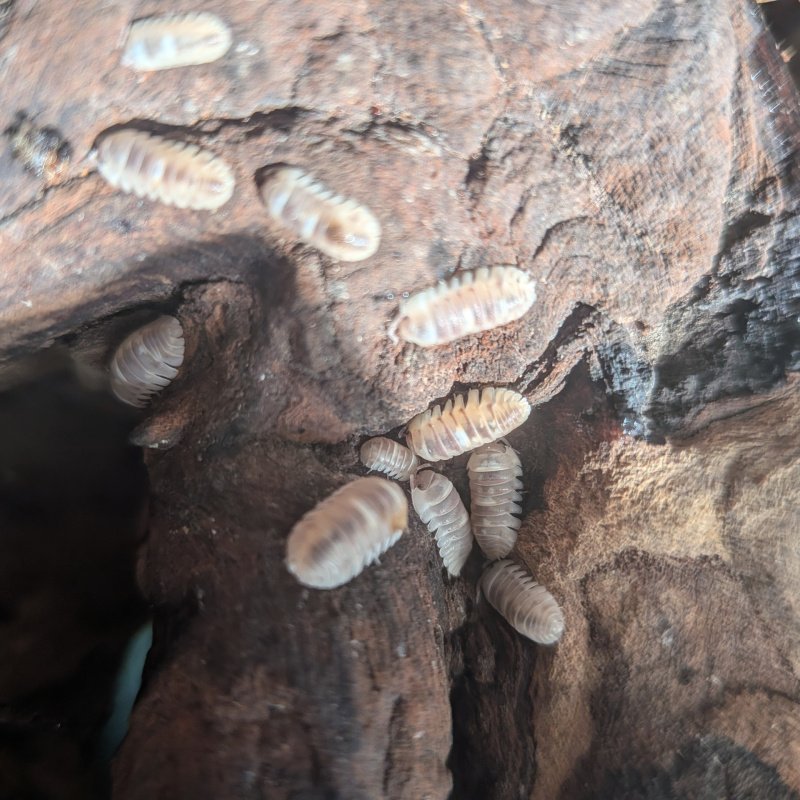 Armadillidium espanyoli "Marbleized" 12cnt