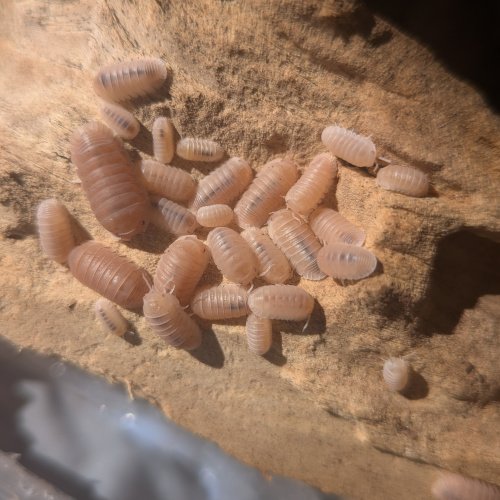 Cubaris murina "Papaya" 12cnt