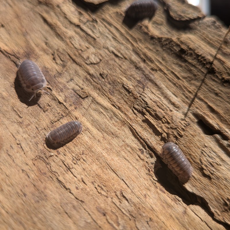 Cubaris sp. "Happy Nun" 12cnt