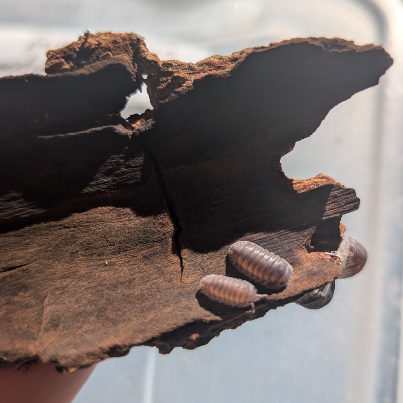 Cubaris sp. "Happy Nun" 12cnt