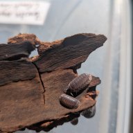 Cubaris sp. "Happy Nun" 12cnt