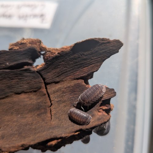 Cubaris sp. "Happy Nun" 12cnt