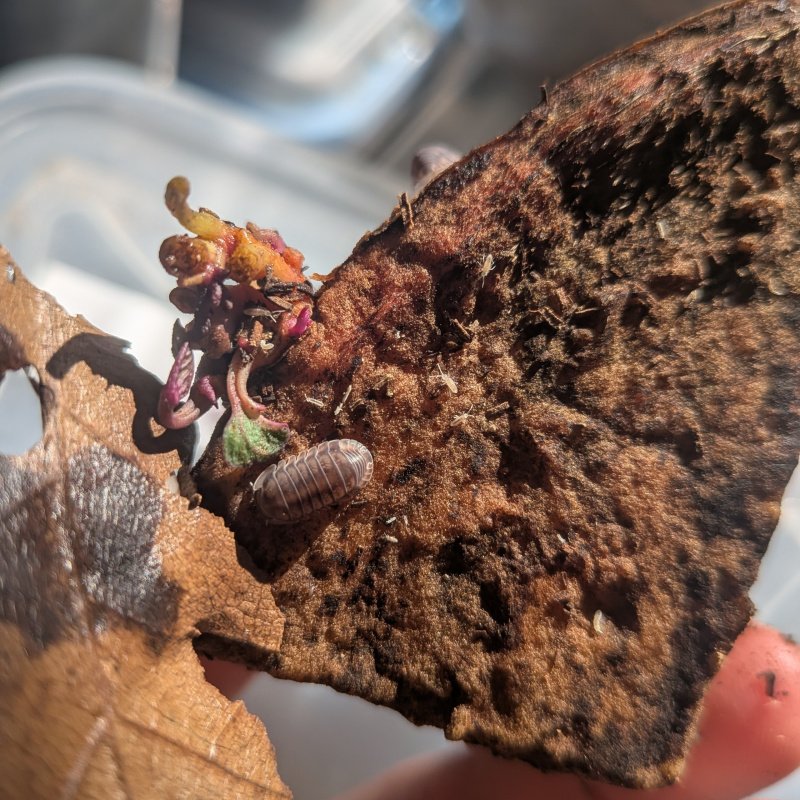 Cubaris sp. "Happy Nun" 12cnt