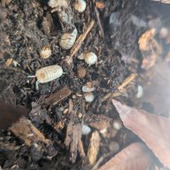 Cubaris murina "Pearl" 12cnt