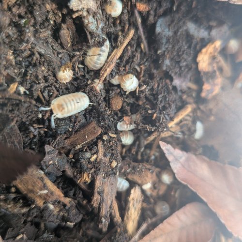 Cubaris murina "Pearl" 12cnt