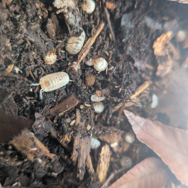 Cubaris murina "Pearl" 12cnt