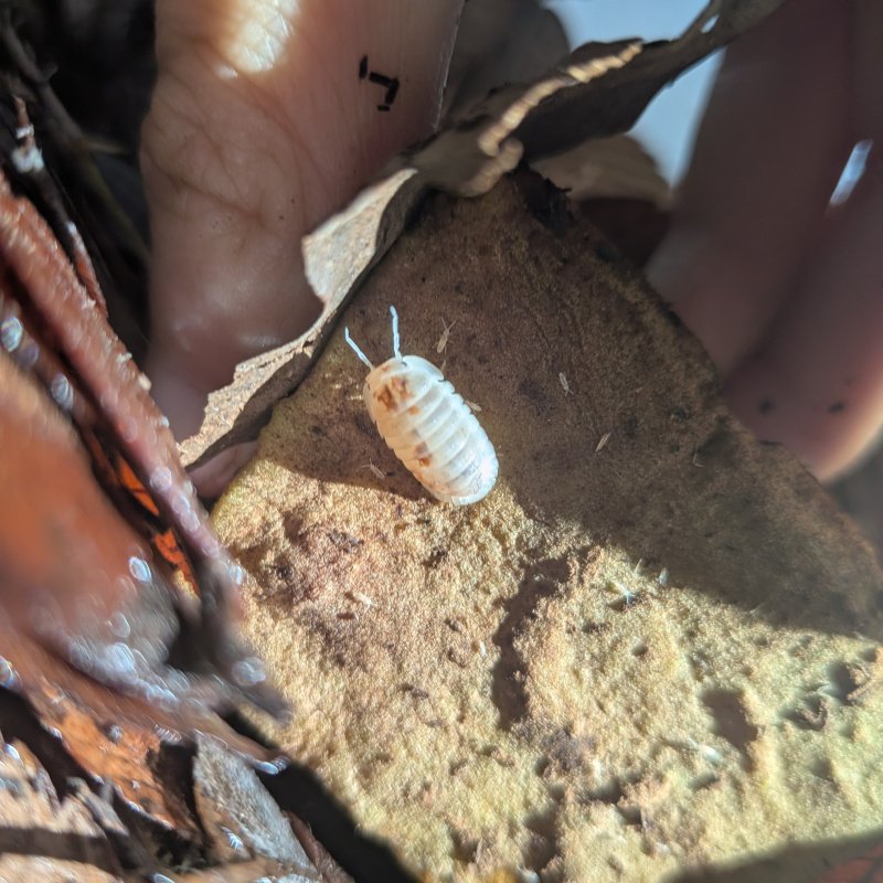 Cubaris murina "Pearl" 12cnt