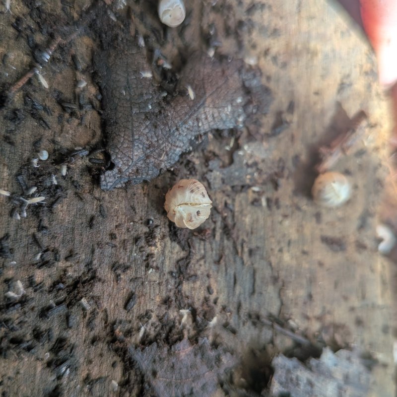 Cubaris murina "Pearl" 12cnt