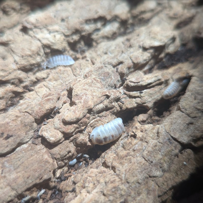 Cubaris murina "Pearl" 12cnt