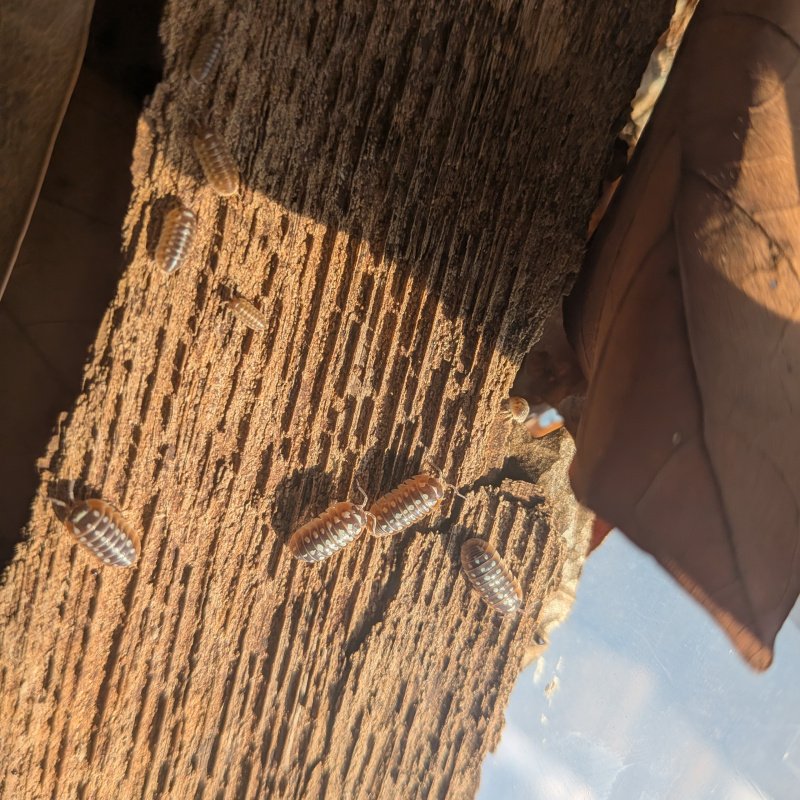 Armadillidium klugii “Slano” 12cnt