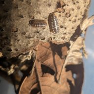 Armadillidium klugii “Slano” 12cnt