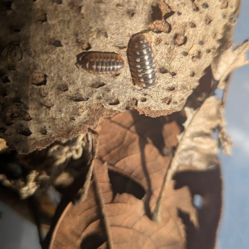 Armadillidium klugii “Slano” 12cnt