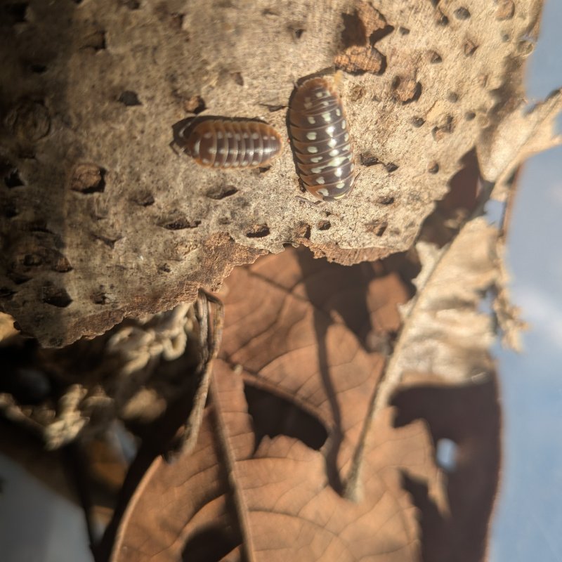 Armadillidium klugii “Slano” 12cnt