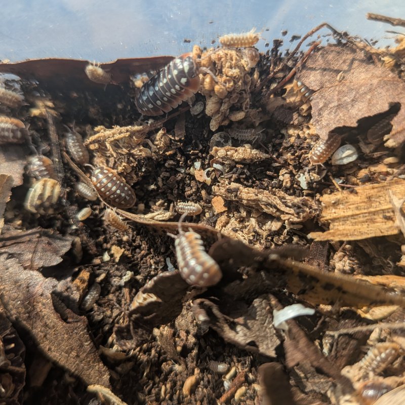 Armadillidium klugii “Slano” 12cnt