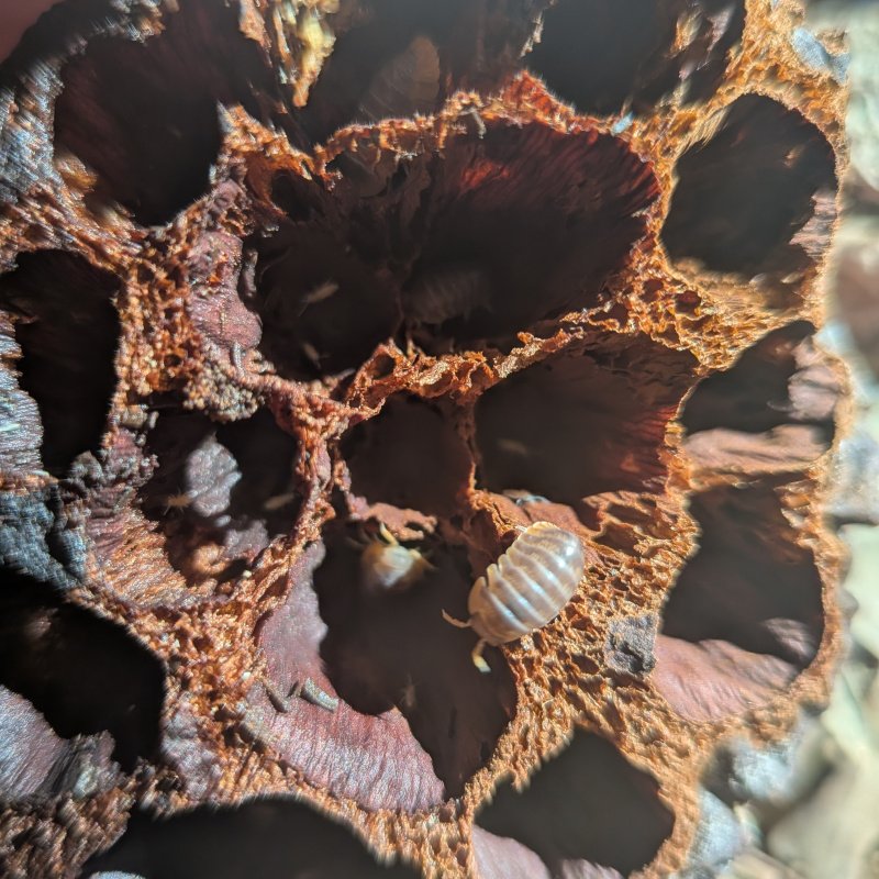 Cubaris sp. "Miyako" 12cnt