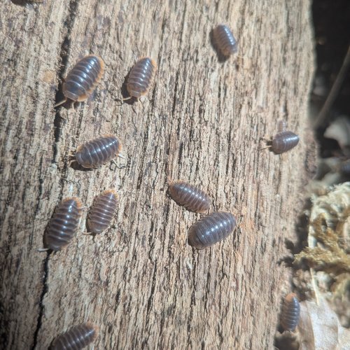 Cubaris sp. "Miyako" 12cnt