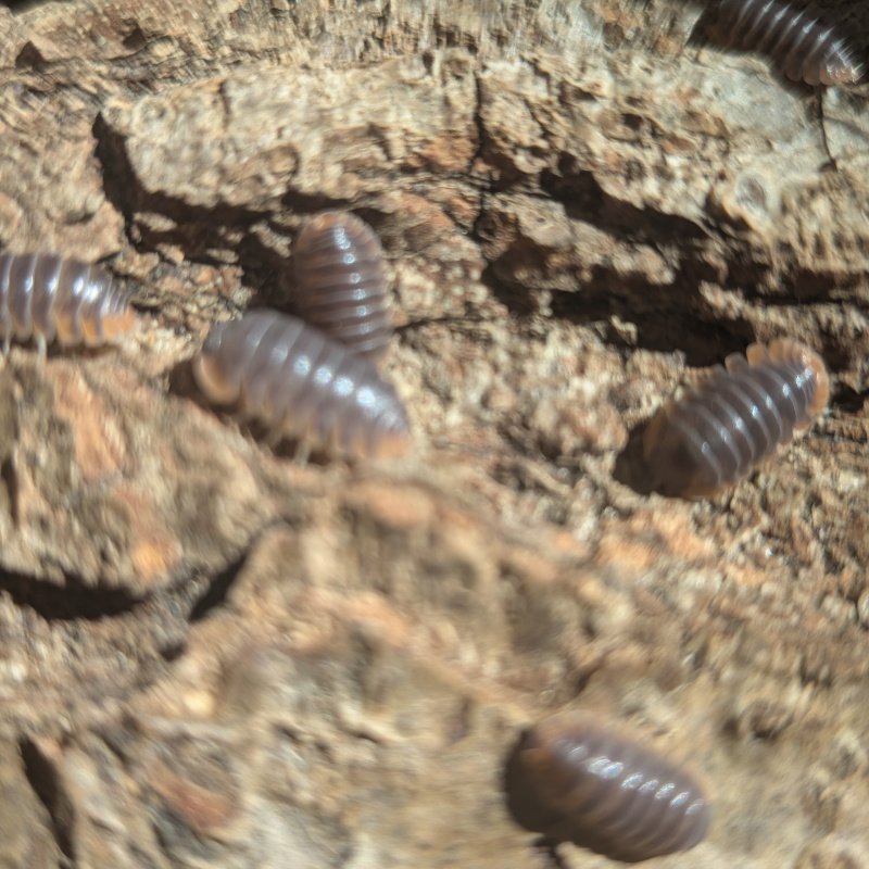 Cubaris sp. "Miyako" 12cnt