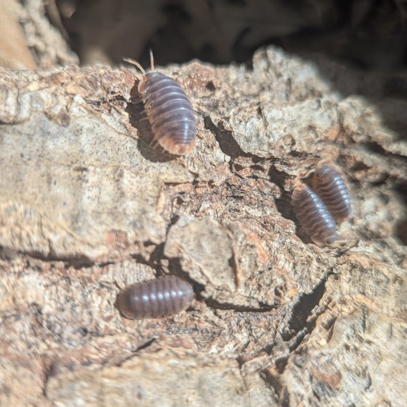 Cubaris sp. "Miyako" 12cnt