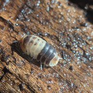 Cubaris sp. "White Shark" 12cnt