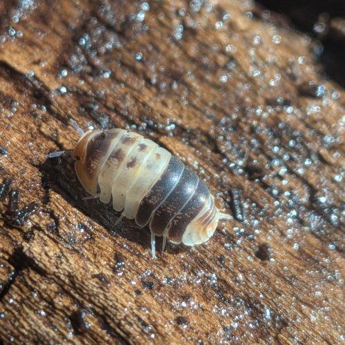 Cubaris sp. "White Shark" 12cnt