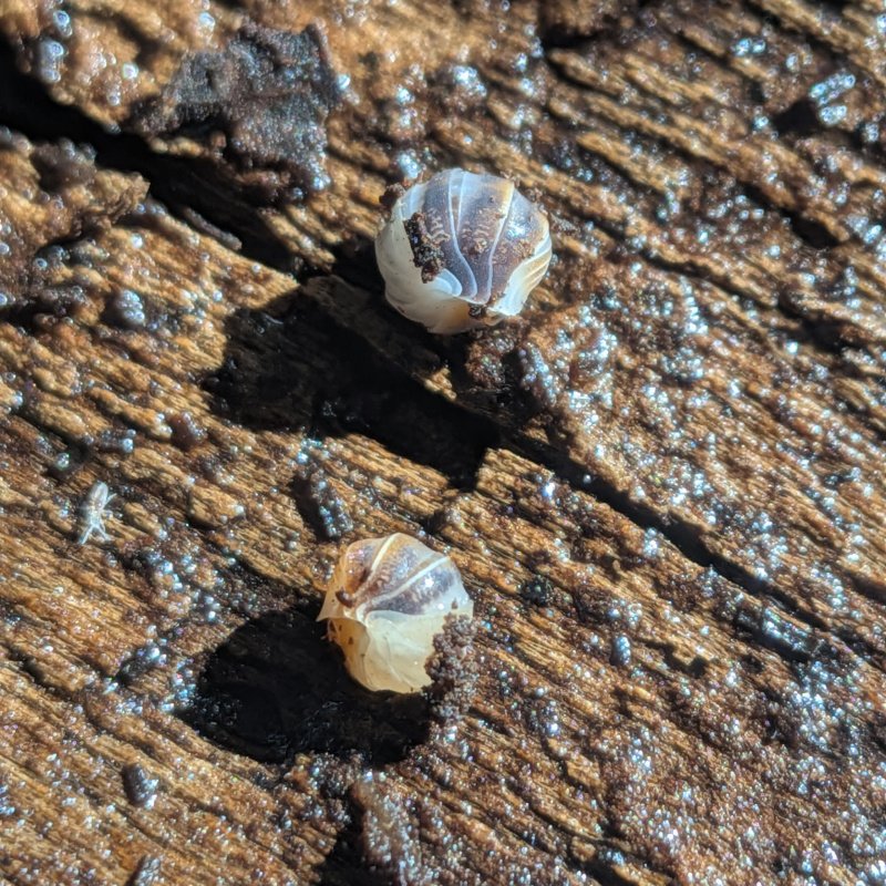 Cubaris sp. "White Shark" 12cnt